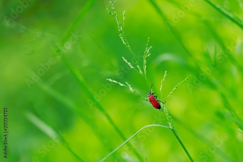 Small bright red european beetle Pyrochroa coccinea with shards and tentacles holding on piece of grass, green blurry background, copy space © Lioneska