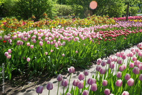 tulip fields in Park. Moscow Russia. photo