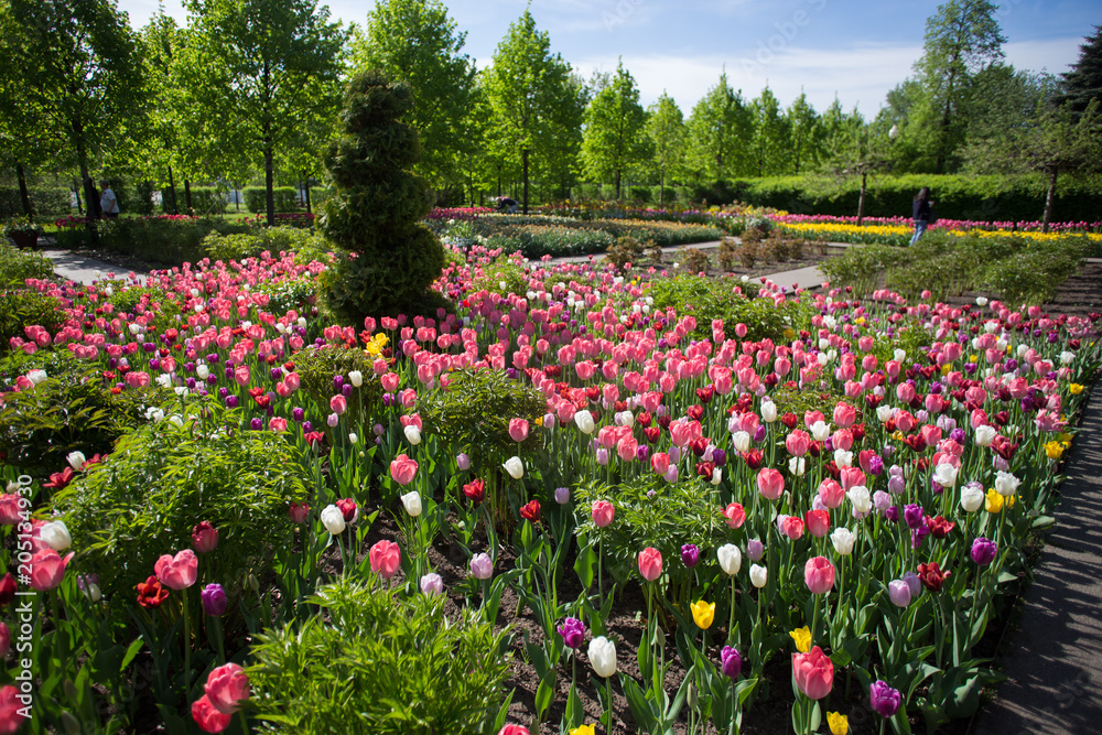 tulip fields  Gorky Park.Mosocw Russia.