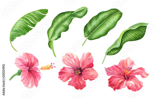 Realistic tropical botanical foliage plants. Set of tropical leaves and flowers  green palm neanta  monstera  hibiscus. Hand painted watercolor illustration isolated on white.