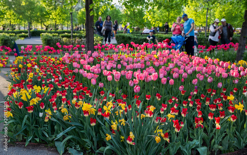 Photography Tulip field in Gorky Park   .  Russia.