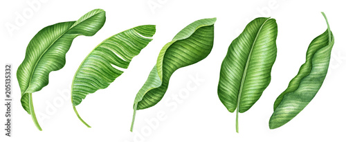 Fotografie Realistic tropical botanical foliage plants