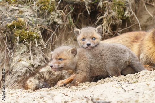 Red fox mother and her new born cubs 