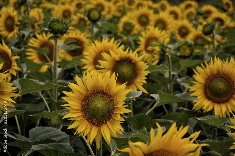 sunflower field at sunset sunflower field at sunset