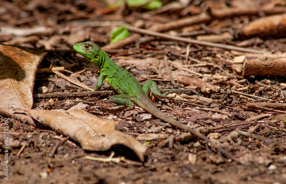 Fototapeta premium iguana