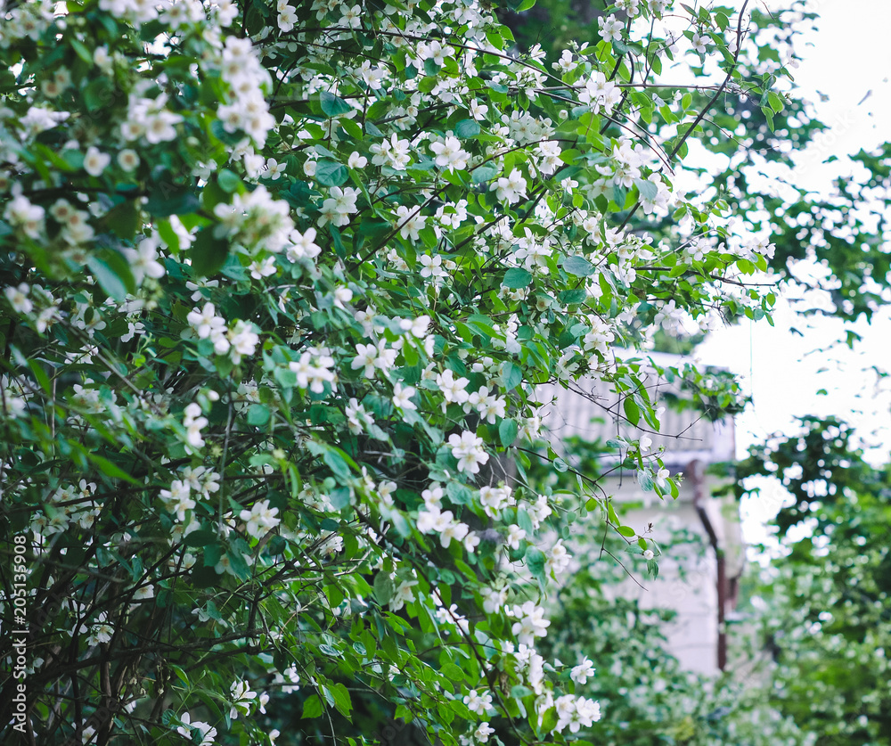 Fototapeta premium Background of spring flowers