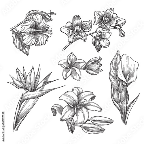 Tropical flowers set, vector sketch illustration. Hand drawn tropic nature and floral design elements.
