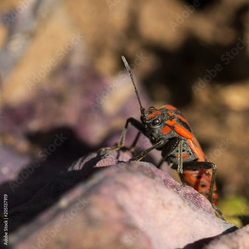 cimice carabiniera2 photo
