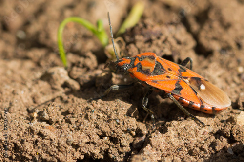 cimice carabiniera3 photo