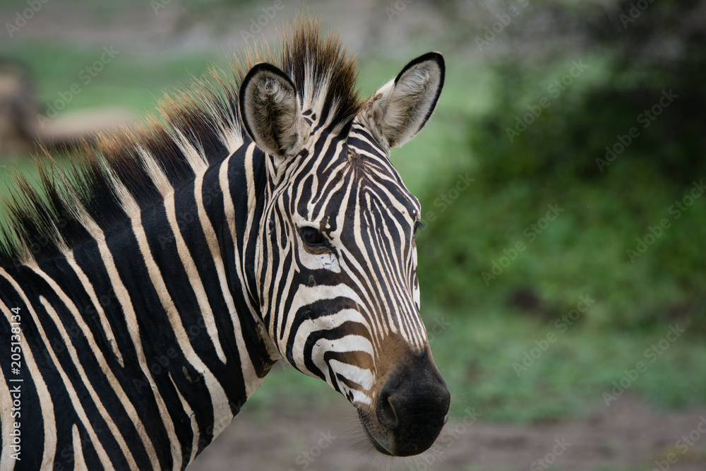 Zebra Zebra