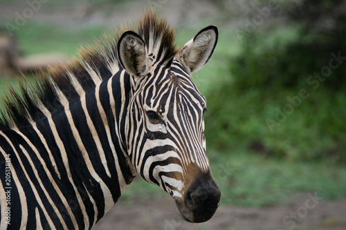 Zebra