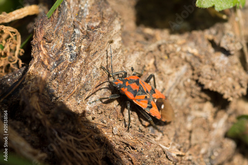 cimice carabiniera5 photo