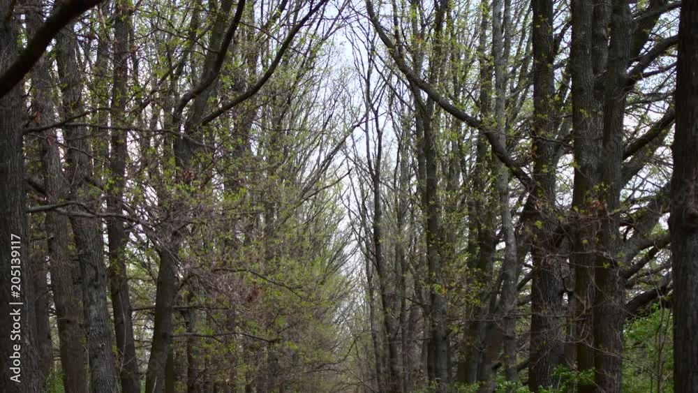 Aleya in the forest in the early spring.Europe. Aleya in the forest in the early spring.Europe.