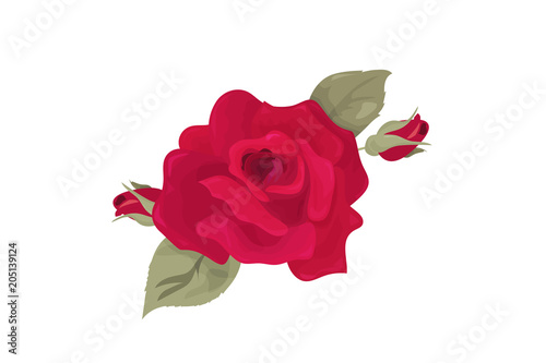 Vector illustration: Rose Flower bud isolated. Maroon Rose with leaflets made in a vintage style.