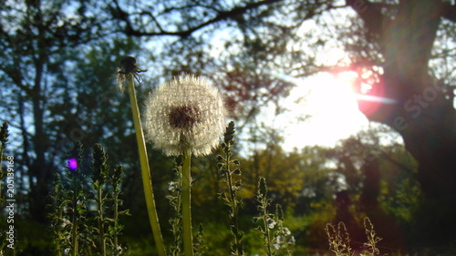 dandelion