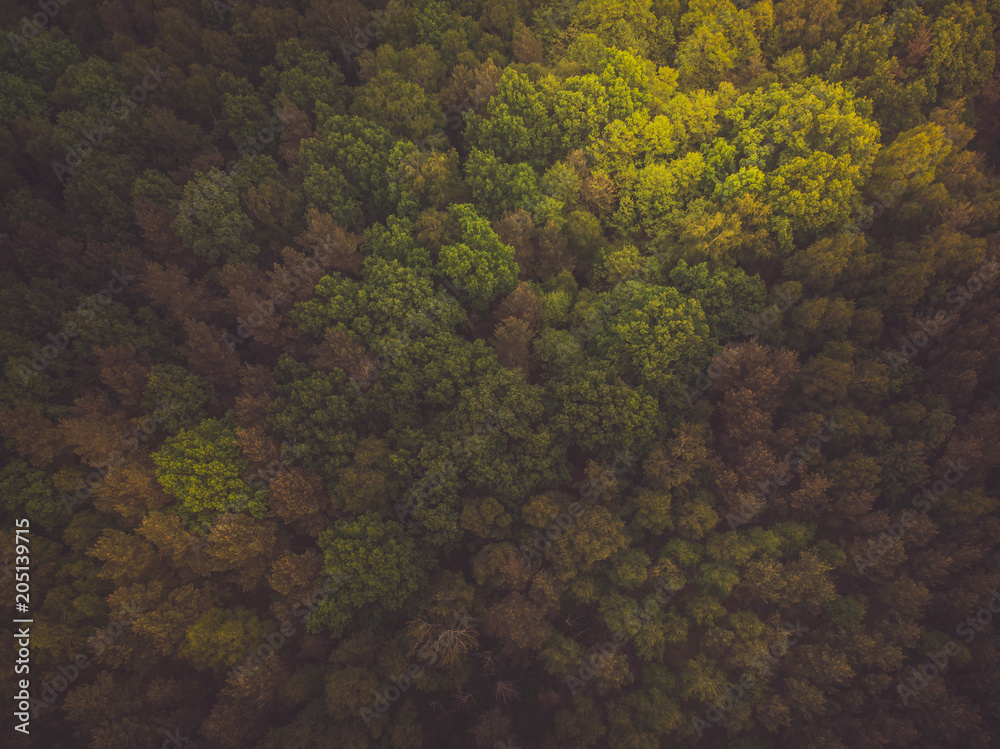 Naklejka premium Toned aerial image of wild forest