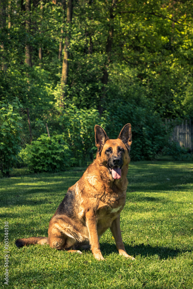 German shepherd dog sitting on grass