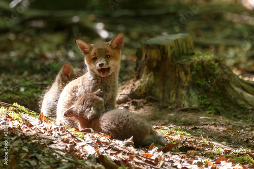 Fuchswelpen im Wald