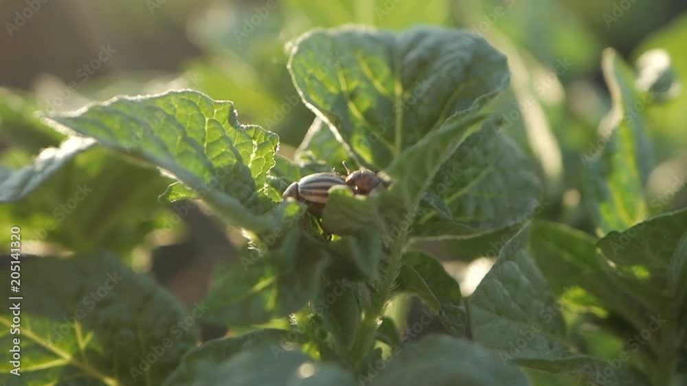 Colorado potato beetles, plant pest, insects vermin. Colorado potato beetles, plant pest, insects vermin.