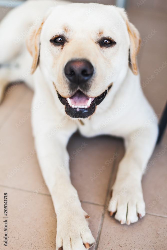 Vertical portrait of white Labrador Retriever