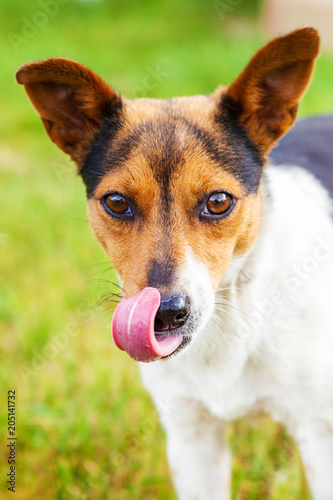 Photo mongrel dog outdoors close up