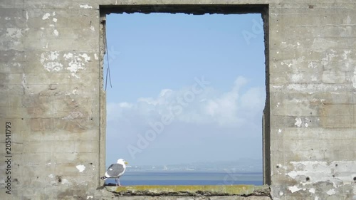 Seagull on deserted building in Alcatraz, San Francisco
