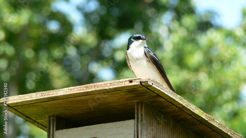Swallow Bird Nesting