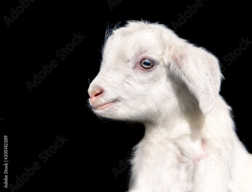 Newborn goat posing on a black background