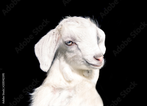 Newborn goat posing on a black background