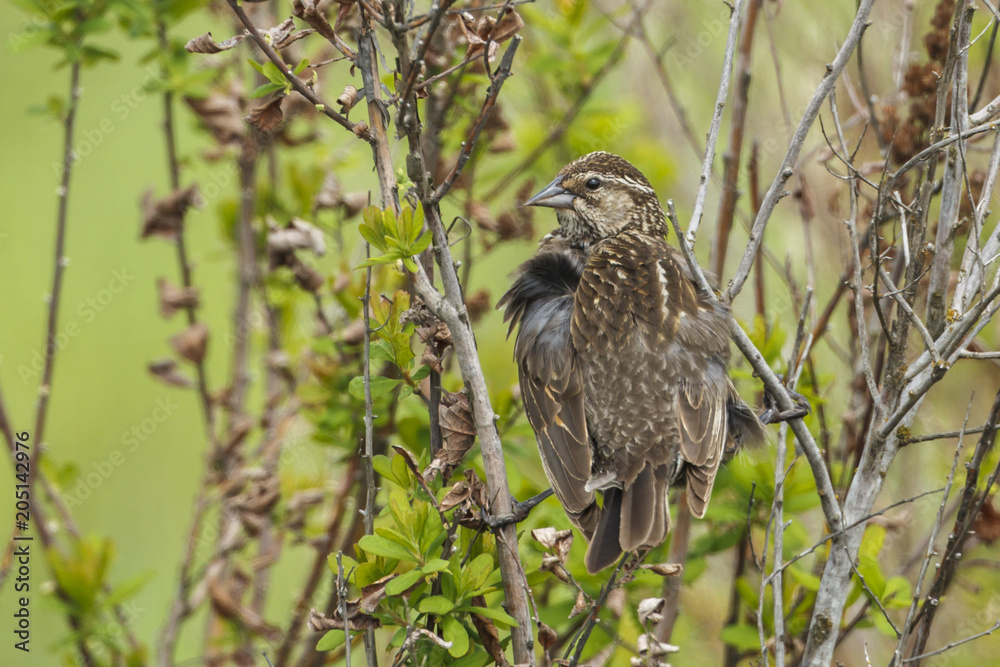 Song sparrow perched in a bush.