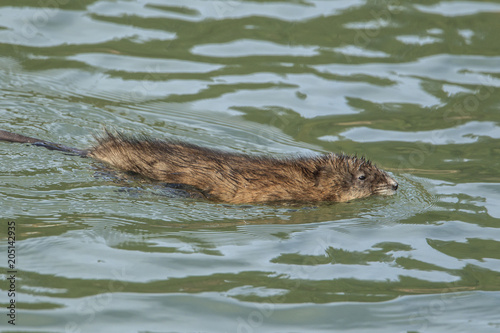 Muskrat swims in the lake. photo