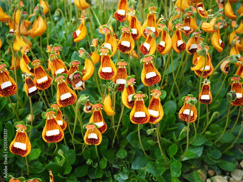 Orange and white Calceolaria flowers, variety Walter Shrimpton photo