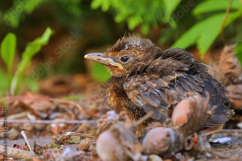 Young baby bird sittin on the ground