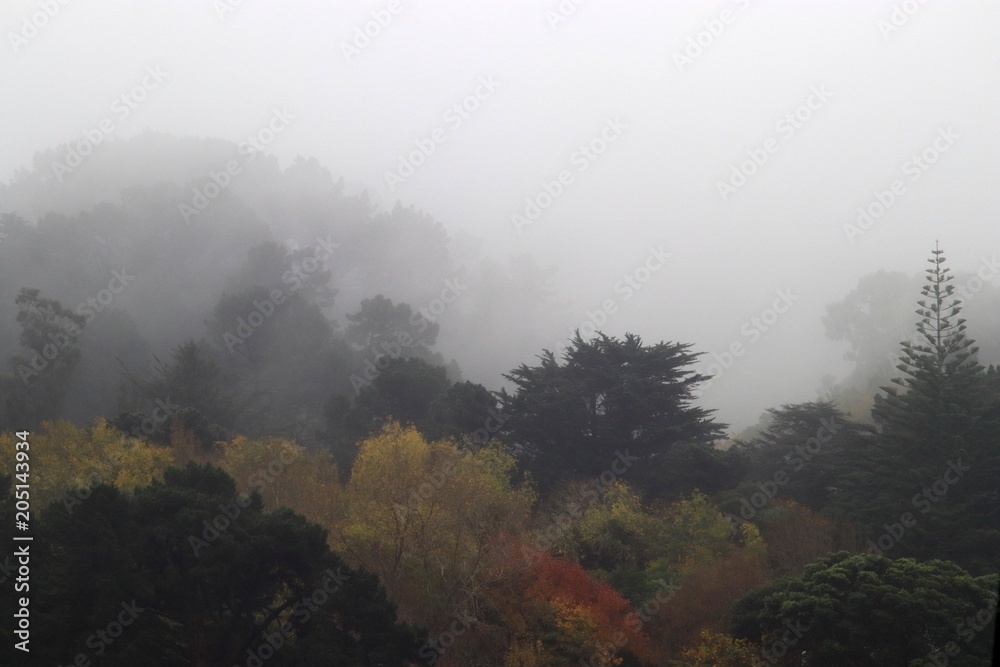 Autumn forest in the fog Autumn forest in the fog