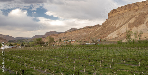 Peach Orchards and Vineyards in Palisade Colorado photo