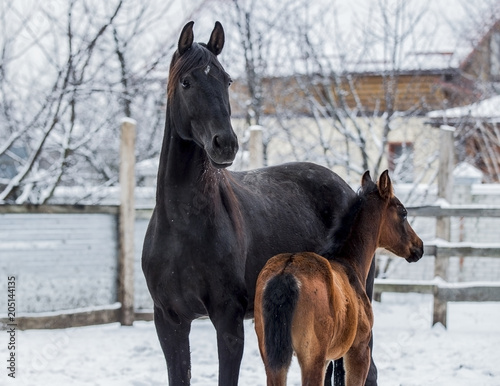 Beautiful black mare with foal posing in winter against a background of snow © Елизавета Мяловская