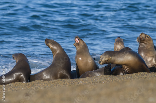 Sea lion female in colony, patagonia Argentina