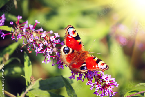 Wunderschöner Schmetterling