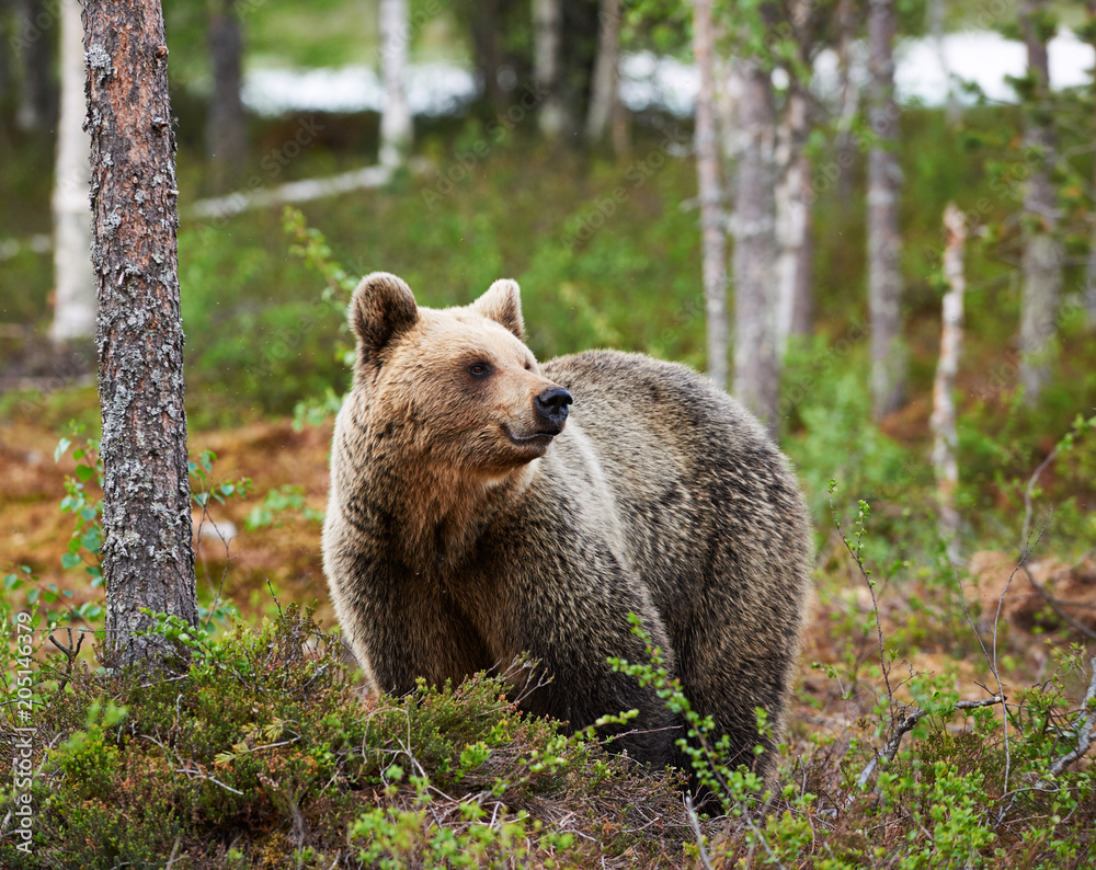 Obraz premium Beautiful female brown bear in Finland