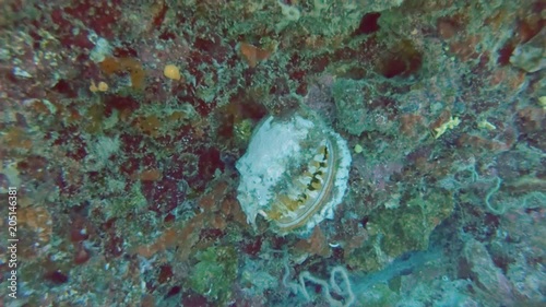 Variable Thorny Oyster, Spondylus Varius, Shuts Its Mouth, Attached To The Back Of A Cave In A Coral Reef In The Maldives. photo