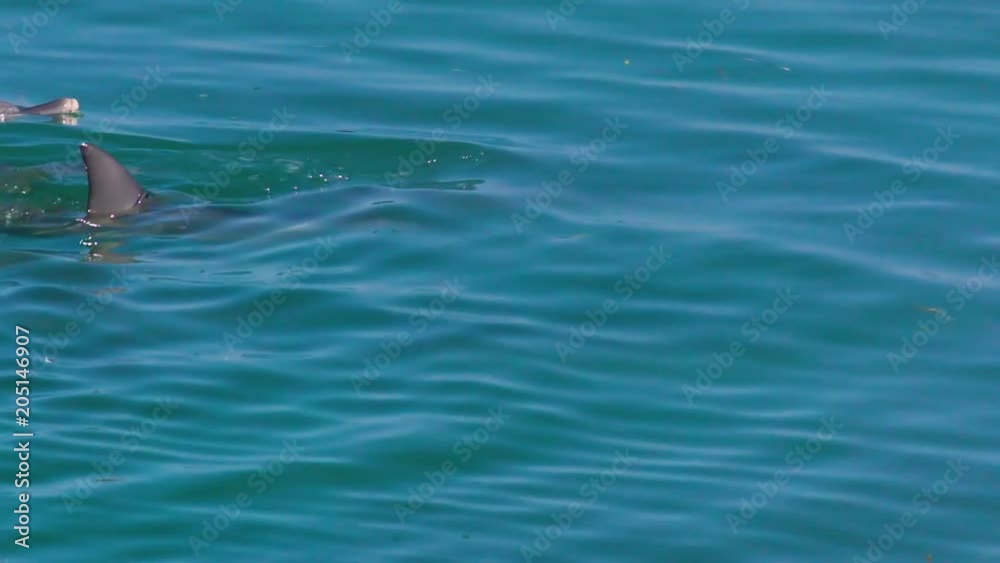 A medium shot of two dolphins in the ocean in slow motion. Camera tracks the movement of the dolphins A medium shot of two dolphins in the ocean in slow motion. Camera tracks the movement of the dolphins