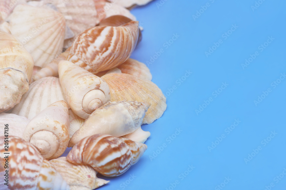 summer holiday blue background with sea shells and molluscs