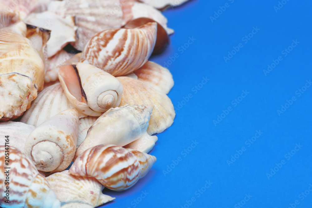 seashells in different forms on a blue background with a copy space seashells in different forms on a blue background with a copy space