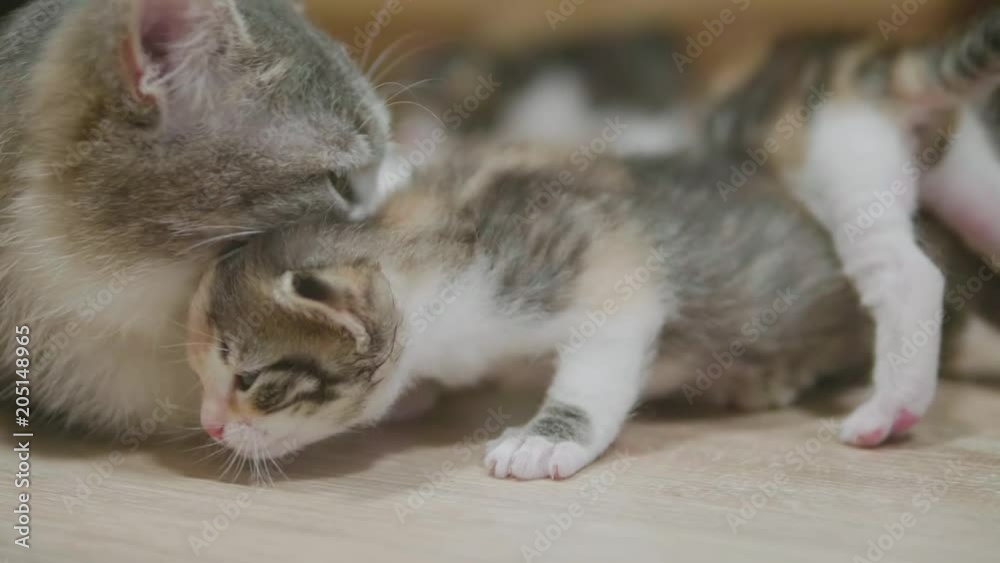 mother tricolor cat hugging little kitten takes the first steps. cat licks the kitten. cat slow motion video licks the kitten. little kitty cat concept lifestyle pet mother tricolor cat hugging little kitten takes the first steps. cat licks the kitten. cat slow motion video licks the kitten. little kitty cat concept lifestyle pet