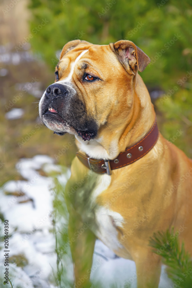 The portrait of a fawn Ca de Bou dog (Mallorquin mastiff) with a collar posing outdoors in winter