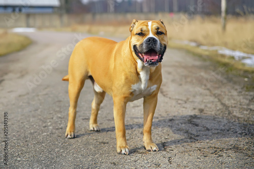 Fototapeta Naklejka Na Ścianę i Meble -  Fawn Ca de Bou dog (Mallorquin mastiff) staying and posing on an asphalt in winter