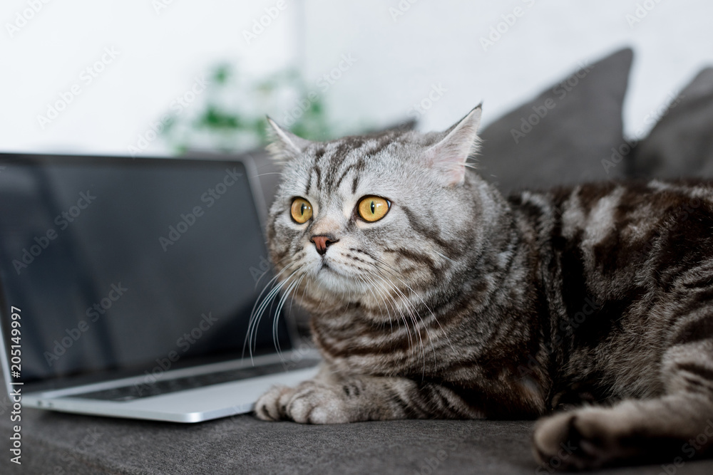 close-up shot of cute scottish straight cat with laptop on couch