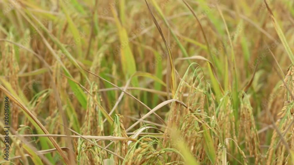 Close-up panning shot of a rice field in summer season. The crops are moving slowly in the wind. Close-up panning shot of a rice field in summer season. The crops are moving slowly in the wind.
