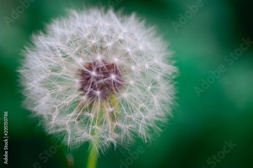 Dandelion seeds in the sunlight blowing