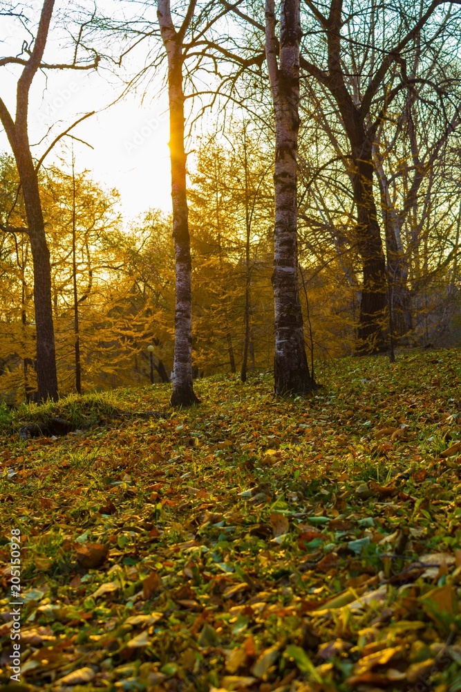 Obraz premium Sunset in the autumn park.